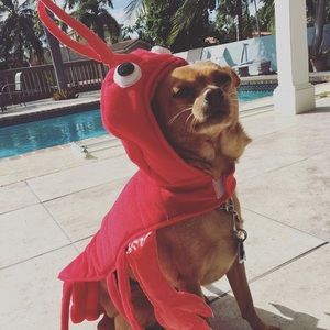 Meet your Posher, Moni